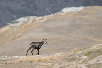 Wild Alps, the Alpine chamois (Rupicapra rupicapra)