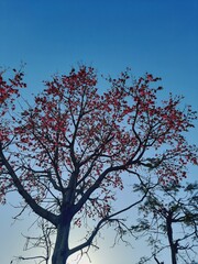 🌳  tree