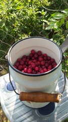 red currant jam