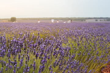 purple lavender field with sunset and unrecognizable people in the background