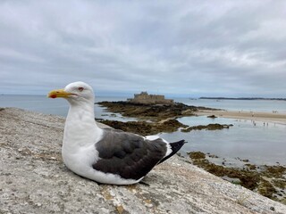 Gaviota con fondo marino 