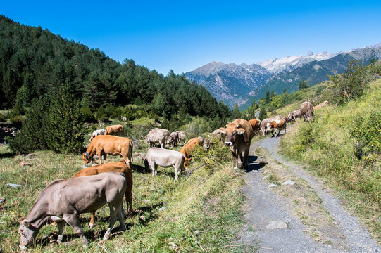 Ganaderos haciendo la trashumancia con sus vacas para pasturar en los valles de Benasque (Huesca), en el corazón de los Pirineos. 