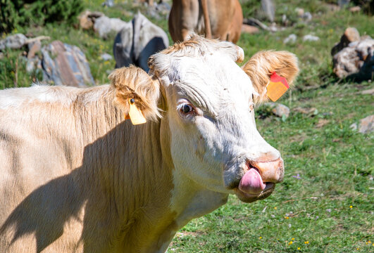 Retrato a vaca pirenaica enseñando la lengua y posando para la mejor foto. 