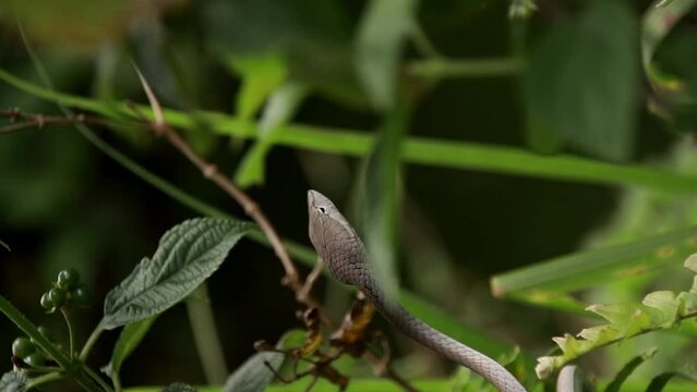 Vertical video of an Asian vine snake or Ahaetulla prasina soaking up the sun among the foliage at Bokor National Park in Kampot, Cambodia