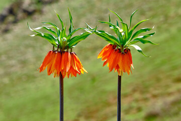 naturally blooming inverted tulip.