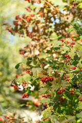 Closeup of bunches of red berries of a Guelder rose or Viburnum. Shrub on a sunny day at the end of the summer season. 