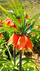 naturally blooming inverted tulip.