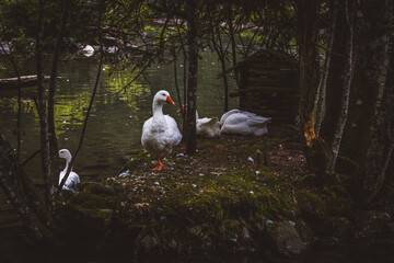 Gänse / Enten / Teich © Petra Fischer