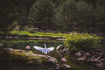 Gänse / Enten / Teich © Petra Fischer
