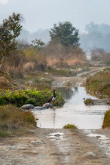 Black stork or Ciconia nigra bird in landscape of dhikala forest of jim corbett national park uttarakhand india asia