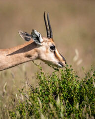 Chinkara or Indian gazelle or Gazella bennettii an Antelope portrait grazing grass at ranthambore national park or tiger reserve sawai madhopur rajasthan india asia