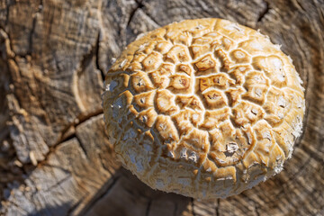 An inedible beautiful mushroom grows on the stump of a large tree on a summer sunny day. 