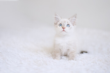 Small point kitten with blue eyes on a white blanket. Kitty three months    