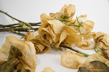 Withered bouquet of flowers, red and dry roses on a white background