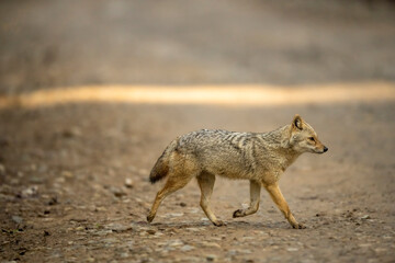 golden jackal or Canis aureus side profile running or crossing forest track at dhikala zone of jim corbett national park or forest uttarakhand india asia