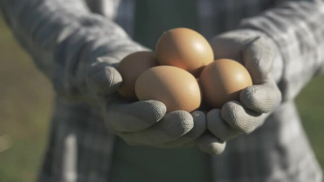 farm fresh eggs close up. farmer brown eggs, sustainable production. organic farming, ecological farming or biological farming, food and drink cinematic video, chicken egg. Organic egg production
