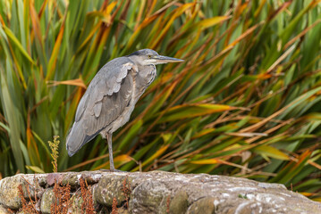 grey heron