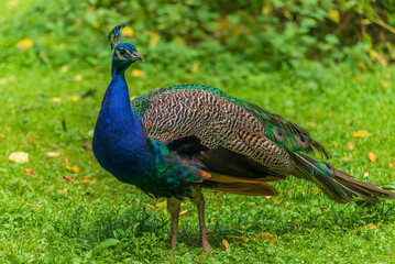 Obraz premium Indian Peafowl