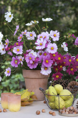 A bouquet of cosmea flowers in a ceramic pot. Autumn composition on the table.
