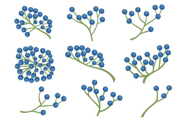 Blue wild berries with green stem vector illustration of forest berry isolated on white background © Alfmaler