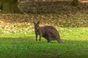 kangaroo in the grass