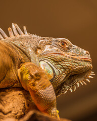 close up of iguana