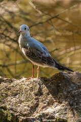 seagull on rock