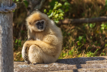 Lar Gibbons