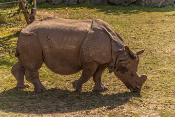 rhino in the grass © Danielsky