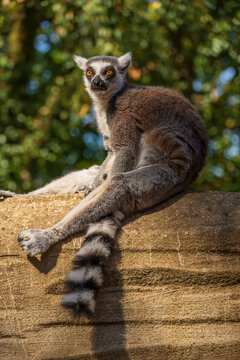 Ring Lemur Catta