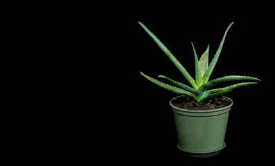 aloe medicinal plant in pot on black background