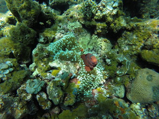 Tulamben is a quiet seaside village that has become world famous for the hugely popular USAT Liberty Shipwreck which most scuba divers regard as the best shore entry wreck dive in the world.