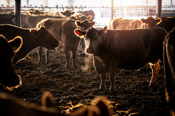 Group of cows at the farm cowshed standing and looking to the camera with sun rays back light.