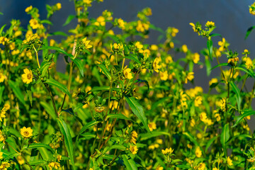 Yellow flowers near the pond in the city park. The Far Eastern region of Russia, the city of Khabarovsk.
