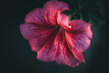 Blüte  © Stephanie