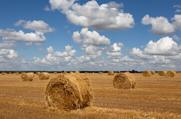 Fototapeta premium Picturesque field landscape with hay rolls