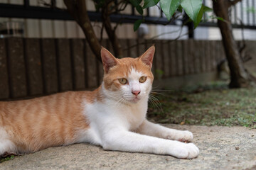 くつろぐ猫　茶トラ白