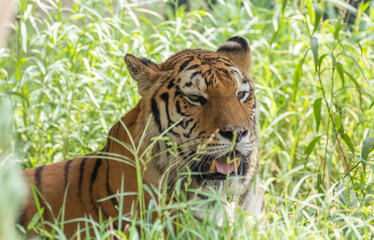 カッコいいトラ