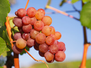 a bunch of pink grapes with green leaves on a blue sky background