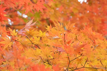 紅葉