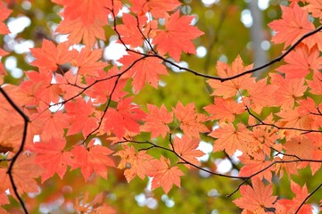 紅葉