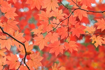 紅葉