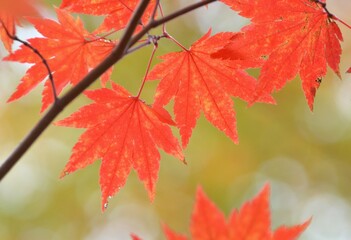 Obraz premium 紅葉