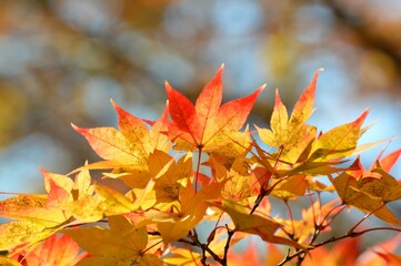 紅葉
