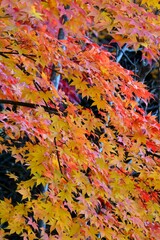 紅葉
