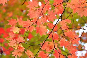 紅葉