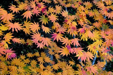 紅葉