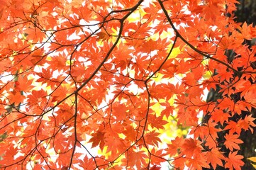 紅葉