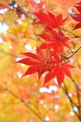 紅葉