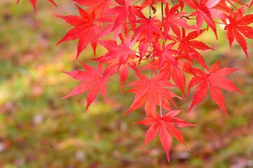 紅葉